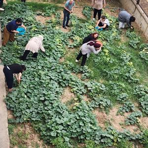 Engelsiz Yaşam Bakım Rehabilitasyon ve Aile Danışma Merkezi Müdürlüğümüzden hizmet alan özel gereksinimli bireylerimiz, kendi emekleriyle yetiştirdikleri ürünlerin hasadını gerçekleştirdi. - fotoğraf 3