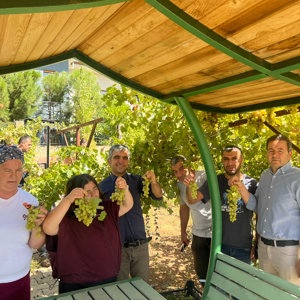Tarımsal Rehabilitasyon Kapsamında Üzüm Hasadı - fotoğraf 1