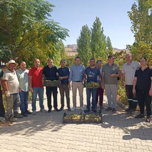 Tarımsal Rehabilitasyon Kapsamında Üzüm Hasadı - fotoğraf 4