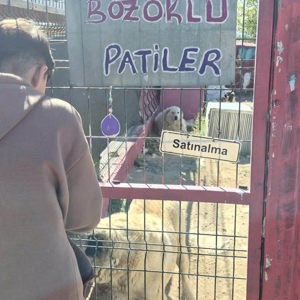 Yozgat Çocuk Evleri Sitemizdeki Çocuklarımızla "Renkli Patiler" Etkinliği  - fotoğraf 5