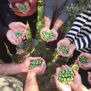 Engelsiz Yaşam Merkezimizde Zeytin Fidanlarının Hasadı Gerçekleştirildi - fotoğraf 1