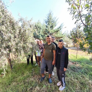 Engelsiz Yaşam Merkezimizde Zeytin Fidanlarının Hasadı Gerçekleştirildi - fotoğraf 2