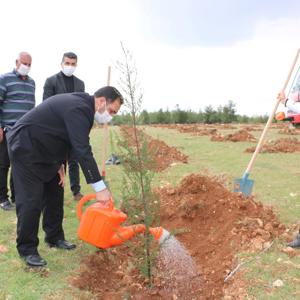Kadınlar Günü Hatıra Ormanına Fidan Diktik - fotoğraf 3