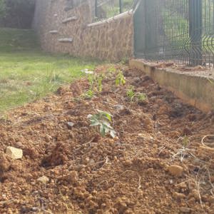 Hobi bahçesi etkinliği - fotoğraf 8