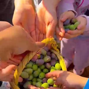 Koruma ve Bakım Altındaki Çocuklarla Zeytin Hasadı Gerçekleştirildi - fotoğraf 2