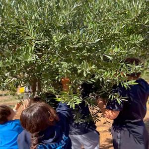 Koruma ve Bakım Altındaki Çocuklarla Zeytin Hasadı Gerçekleştirildi - fotoğraf 1
